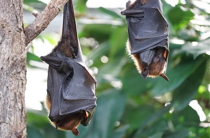 gold bat