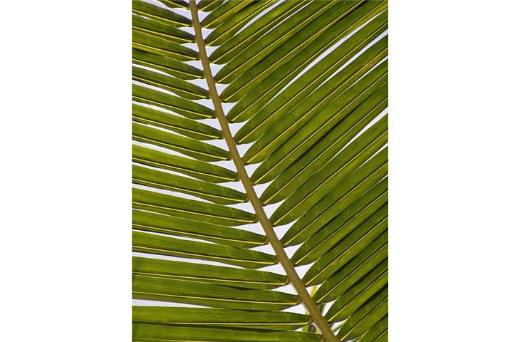 palm jewelers