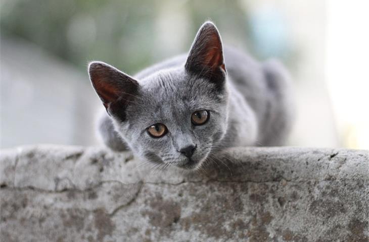 grey face