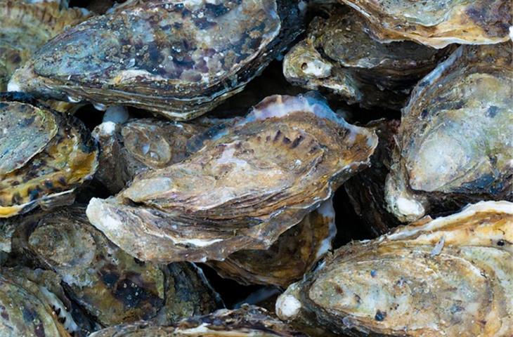 red oyster