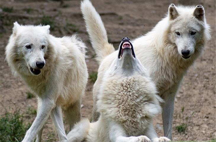 wolf diamonds