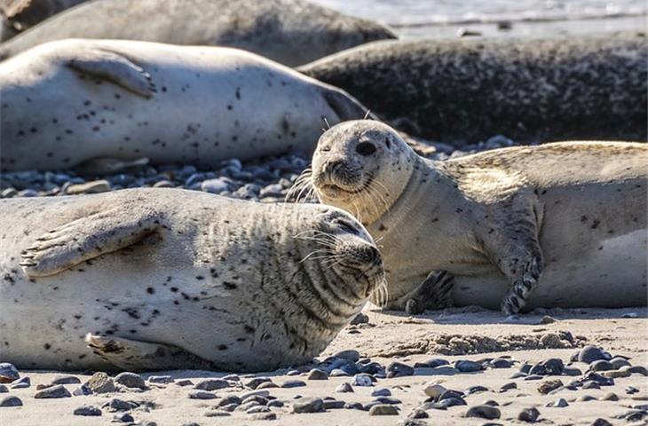 seal wallpaper