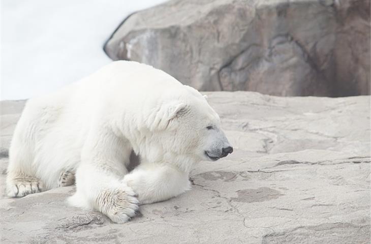polar 2