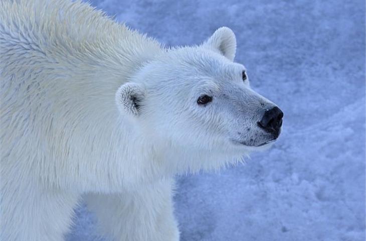 polar 2