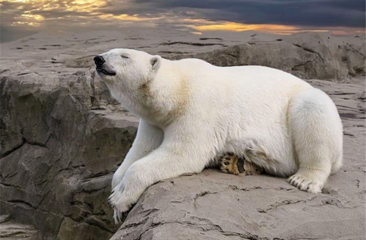 polar 2