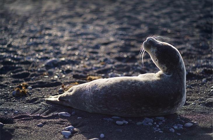 seal wallpaper