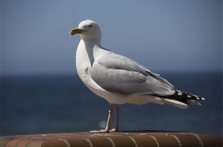 westerland sylt