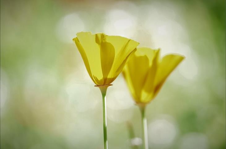 yellow watches