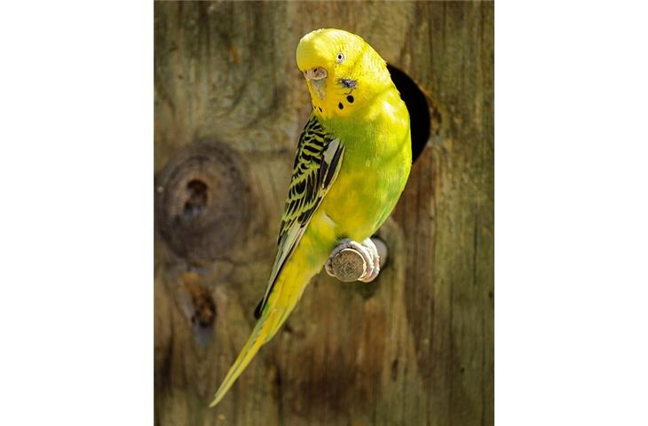 How Yellow Watches Captivate the Eye